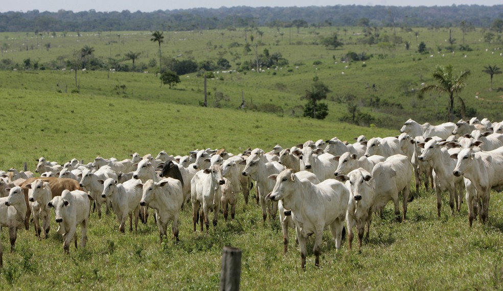 Gado pasta no município de Assis (AC)， na Amazônia. Imagem é de 1º de novembro de 2007. — Foto: AP Photo/Silvia Izquierdo