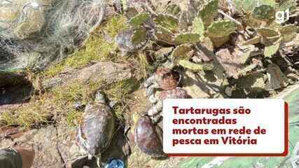 Tartarugas são encontradas mortas em rede de pesca em Vitória