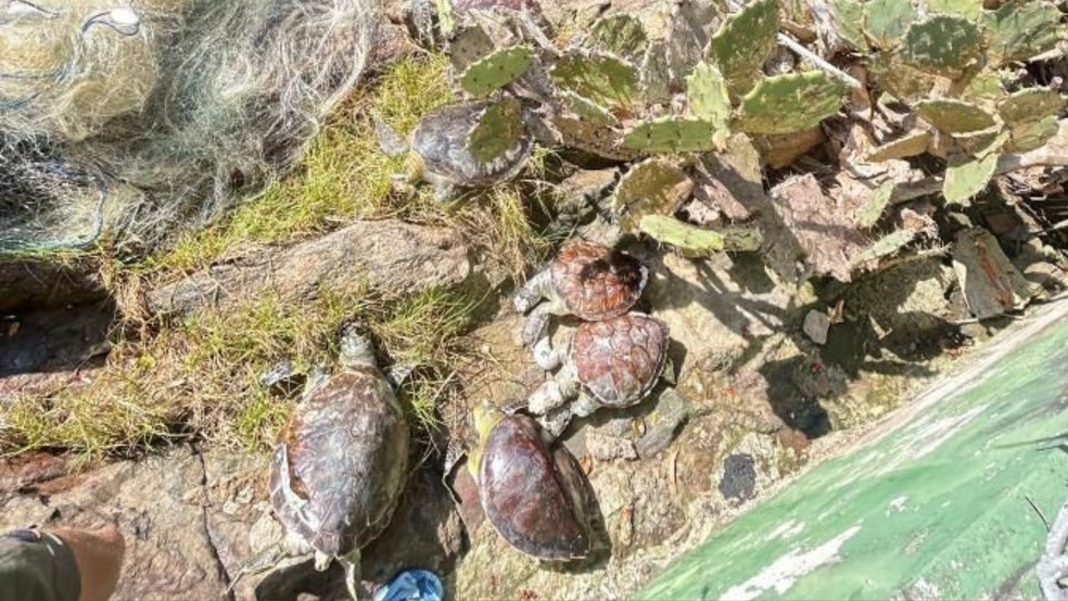 Animais foram encontrados em Área de Proteção Ambiental de Vitória， Espírito Santo — Foto: Divulgação / Redes sociais