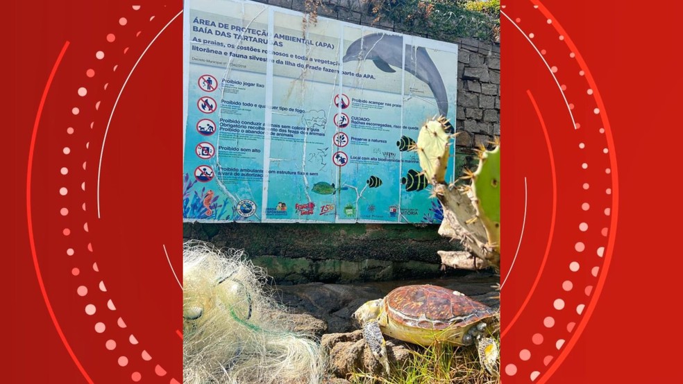 Tartarugas foram encontradas em Área de Preservação Ambiental do Espírito Santo — Foto: Divulgação / Redes sociais