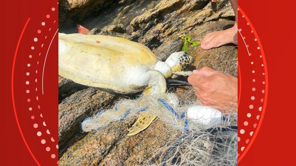 Tartarugas foram mortas envolvidas em rede de pesca em Vitória， Espírito Santo — Foto: Divulgação / Redes sociais