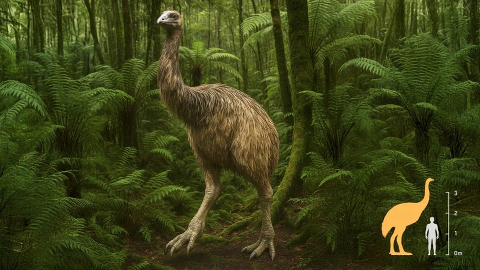 Uma representação da maior espécie de moa， a moa gigante da Ilha Sul， que já chegou a atingir 3，6 metros de altura — Foto: (Cortesia da Colossal Biosciences via AP)