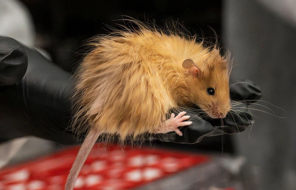 Camundongo geneticamente modificado — Foto: Colossal Biosciences