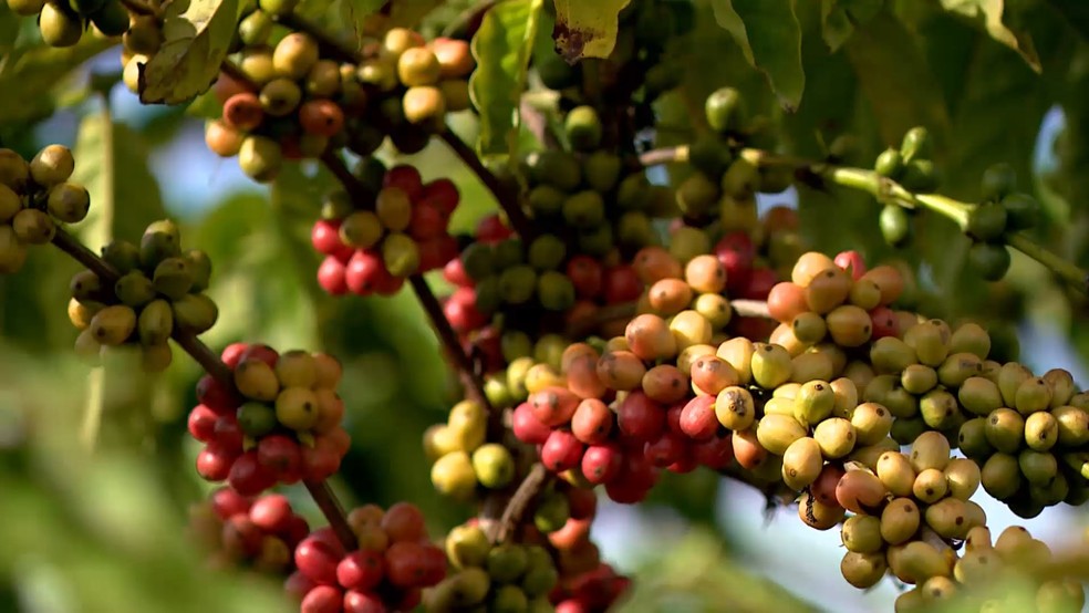 Grãos de café conilon， Espírito Santo — Foto: Reprodução/TV Gazeta