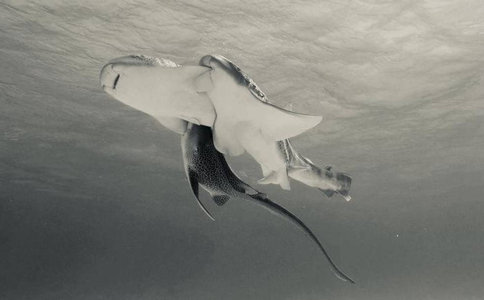Espécie ocorre em águas costeiras de todo o Indo-Pacífico， do leste da África até as ilhas do Pacífico， incluindo a Austrália. — Foto: Hugo Lassauce-UniSC-Aquarium des Lagons