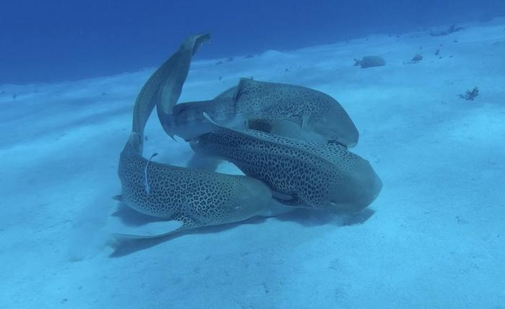 Três tubarões-leopardo em raro momento de acasalamento na Nova Caledônia. — Foto: Hugo Lassauce-UniSC-Aquarium des Lagons