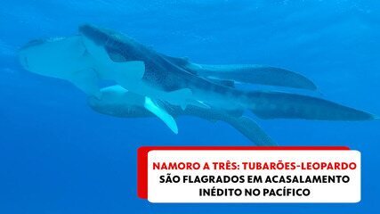 Namoro a três: tubarões-leopardo são flagrados em acasalamento inédito no Pacífico