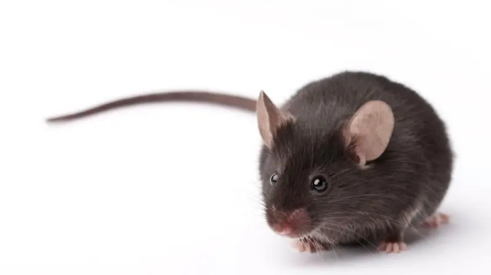 Transmissão da febre hemorrágica brasileira acontece pela inalação de partículas de urina， fezes ou saliva de roedores infectados — Foto: Getty Images via BBC