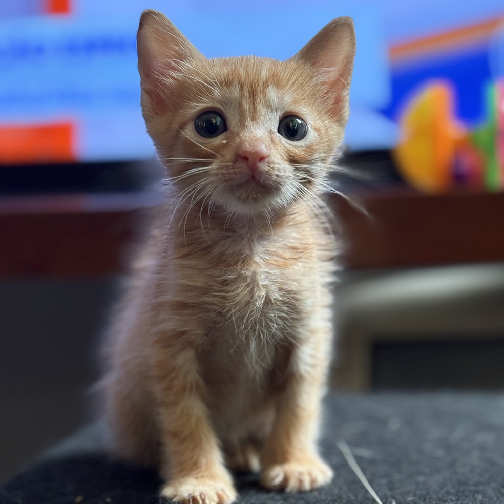 Gatos "escolhem" a sua areia e nem sempre gostam do material.  — Foto: Henrique Martin/g1