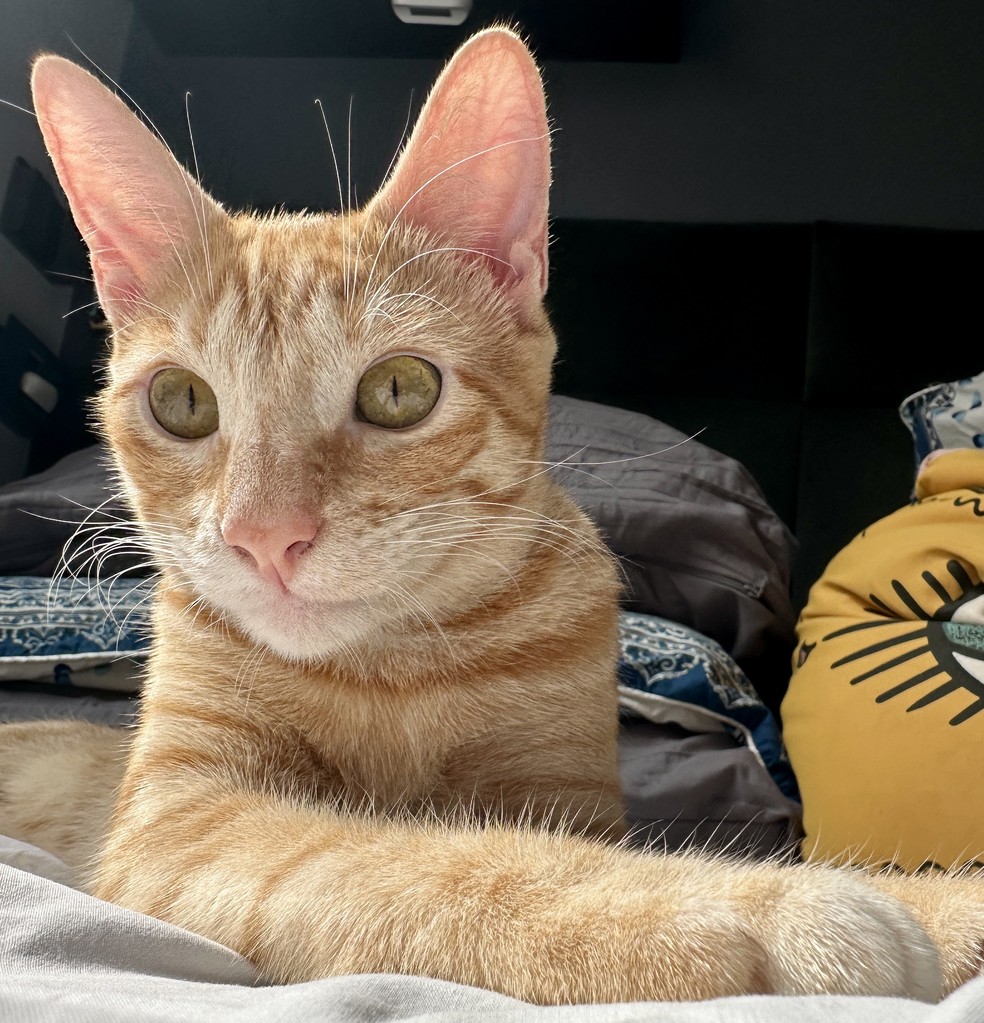 Se tem um gato em casa， precisa de duas caixas de areia. Se são dois， três caixas em locais distintos， dizem os veterinários. — Foto: Henrique Martin/g1